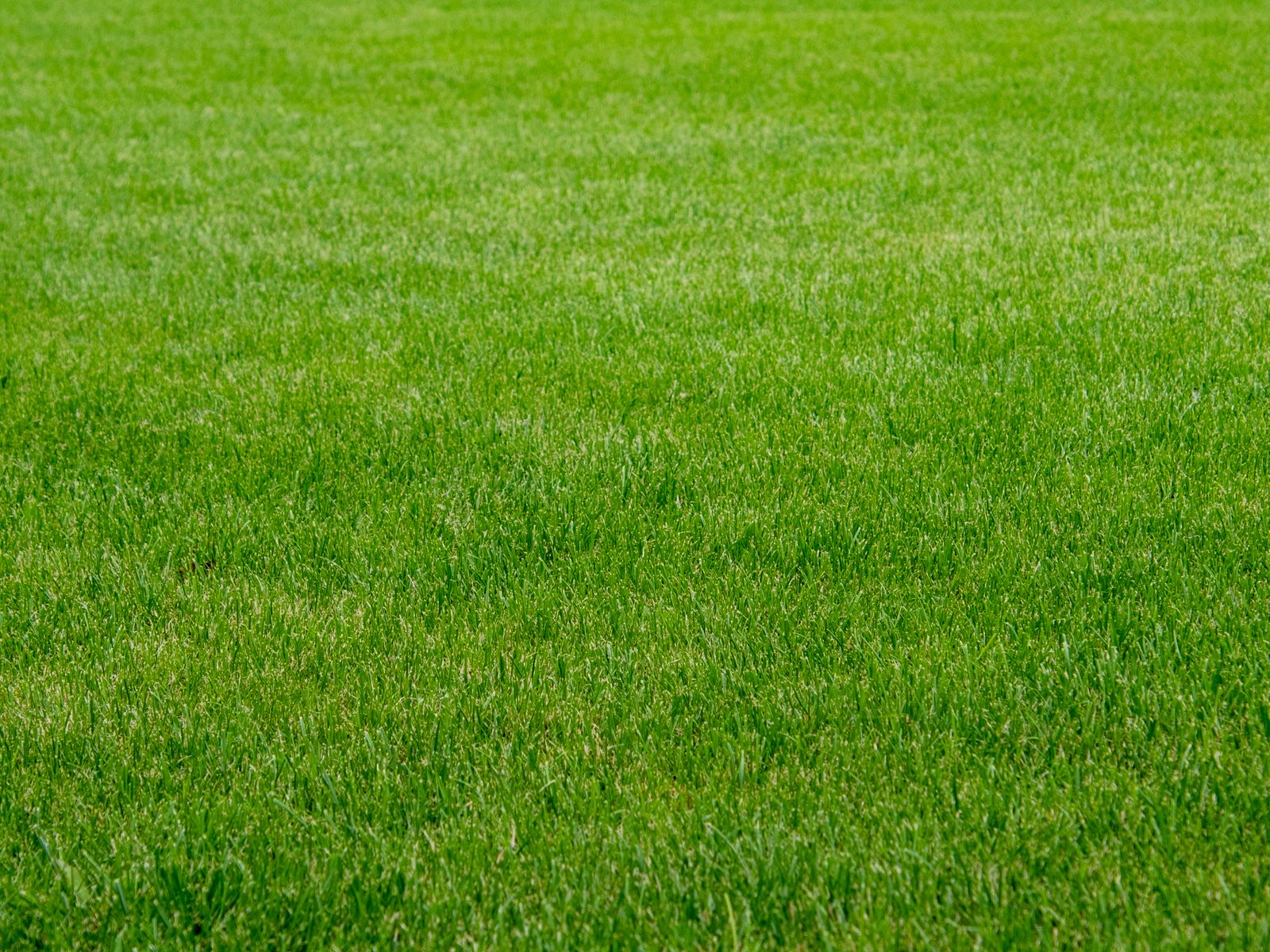 Natural Turf Installation